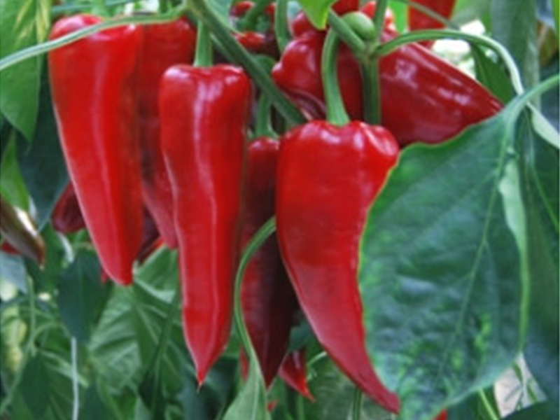 Paprika  Archivarius f1 500s duna