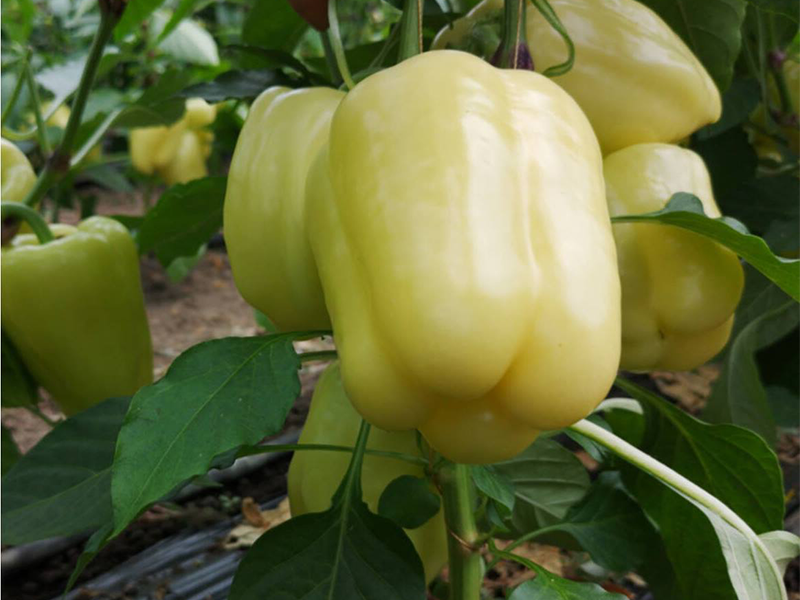 Paprika Goldano f1 500s capsico