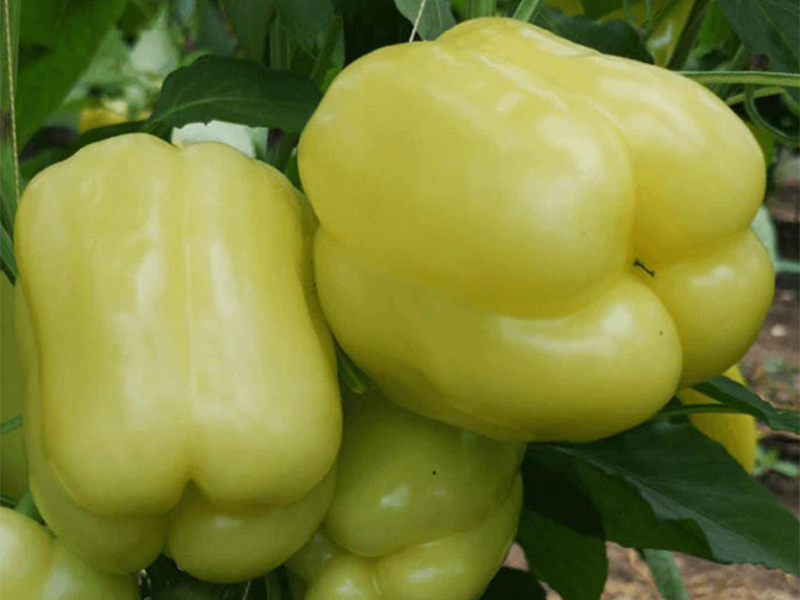 Paprika Silverado f1 500s capsico