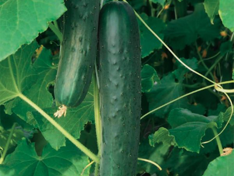 Krastavac Goghen f1 500s esasem