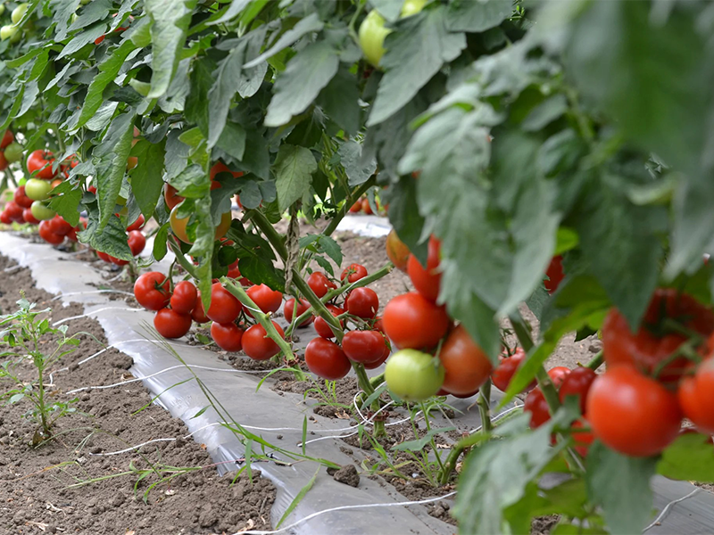 Paradajz Fantastina F1 - visoki - Slika 1