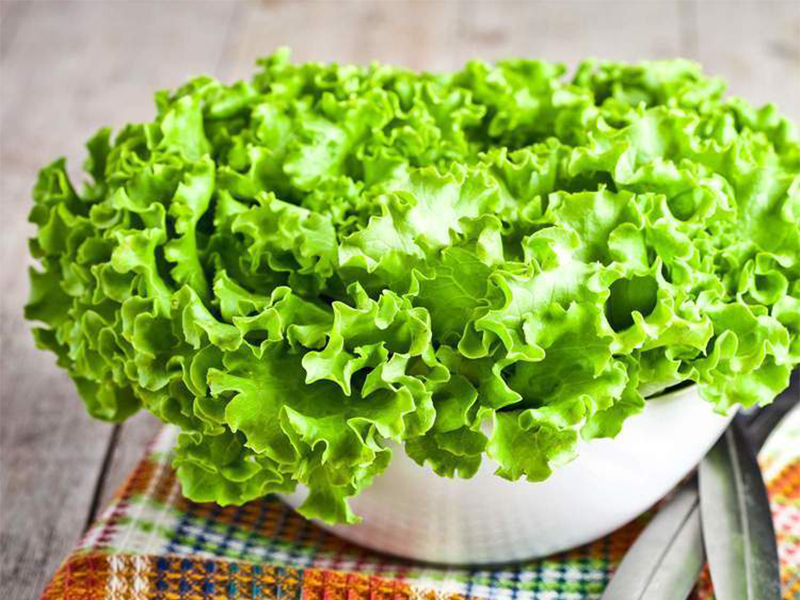 Salata Granola - batavia - Slika 1