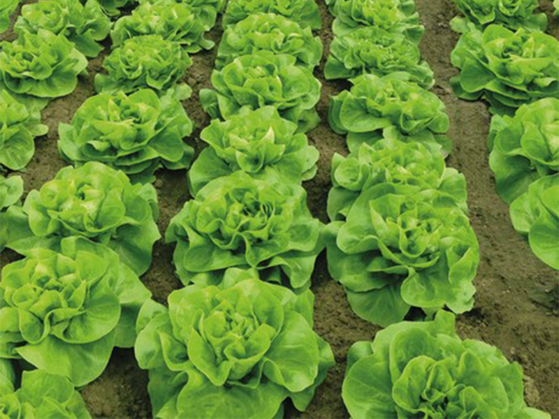 Salata Gladiore 5000s DF