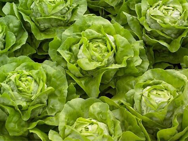 Salata Radian - puterica - Slika 1