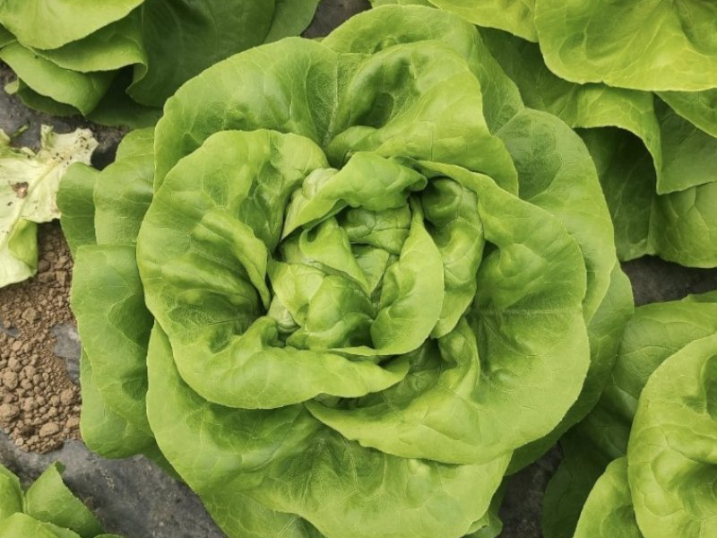 Salata Bellafore 5000s DF