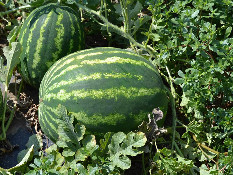 Lubenica Astrakhan F1 - Slika 1