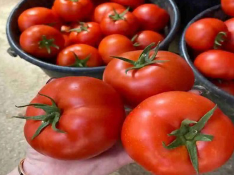 Paradajz Hayet F1 - Slika 1