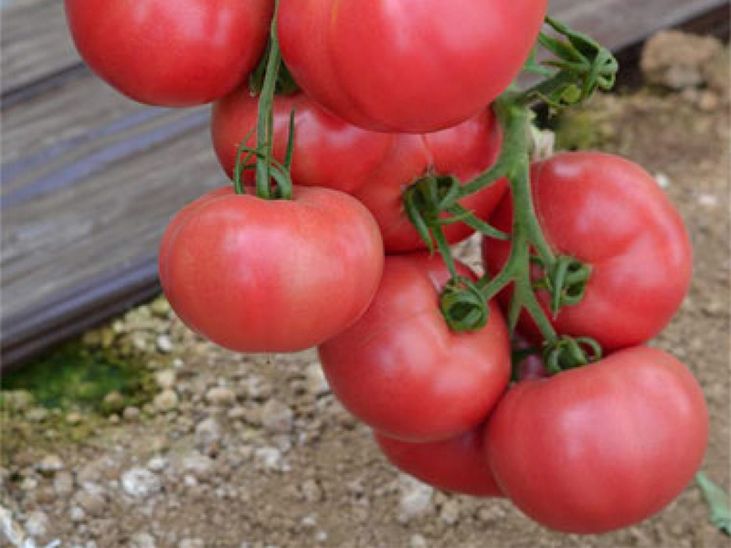 Paradajz Fuji Pink F1 - visoki - Slika 1