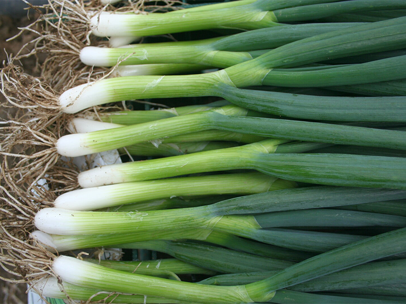 Luk za vezice Yoda f1 50g sakata