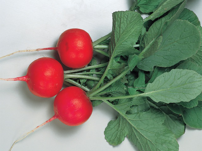 Rotkvica Gloriette F1 - okrugla - Slika 1