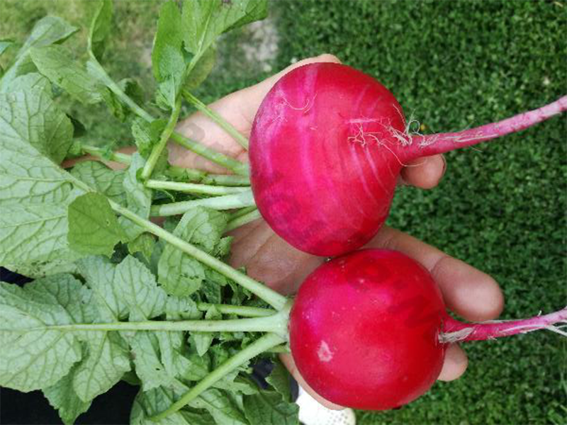 Rotkvica Gloriette F1 - okrugla - Slika 2