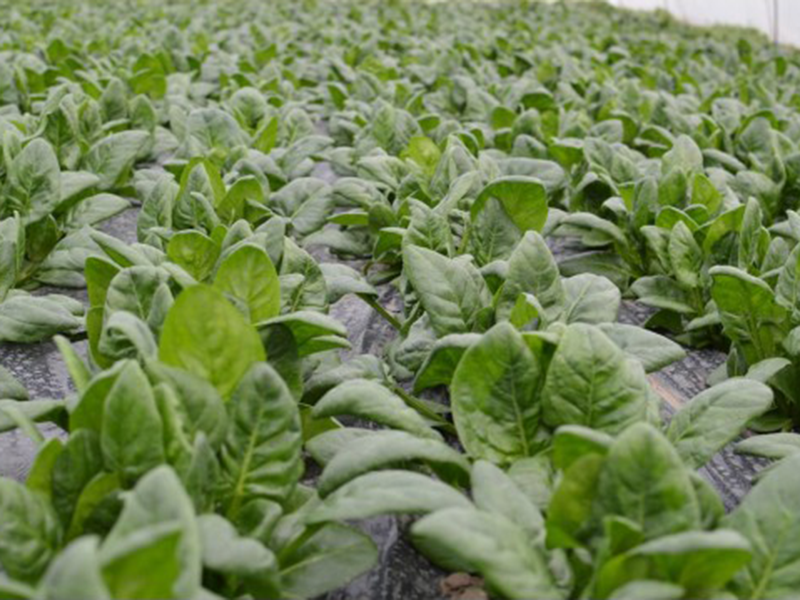 Spanac Apollo f1 50000s sakata