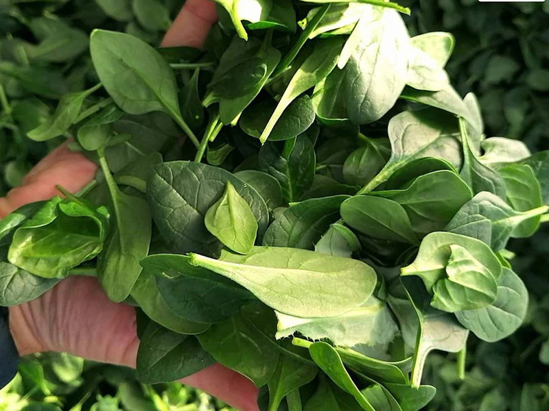 Spanac Hellios f1 50000s sakata