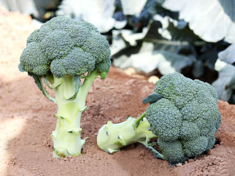 Brokoli Leonidas f1 1000s sakata