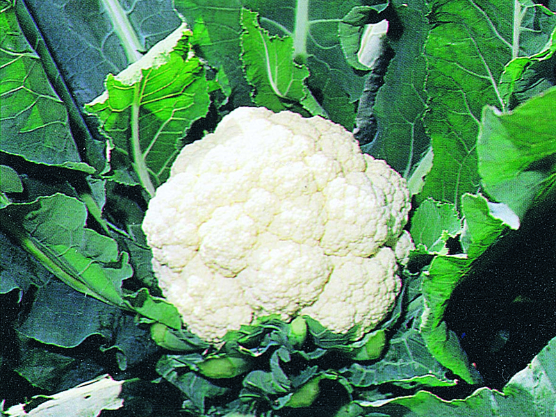 Karfiol White Excel f1 2500s sakata