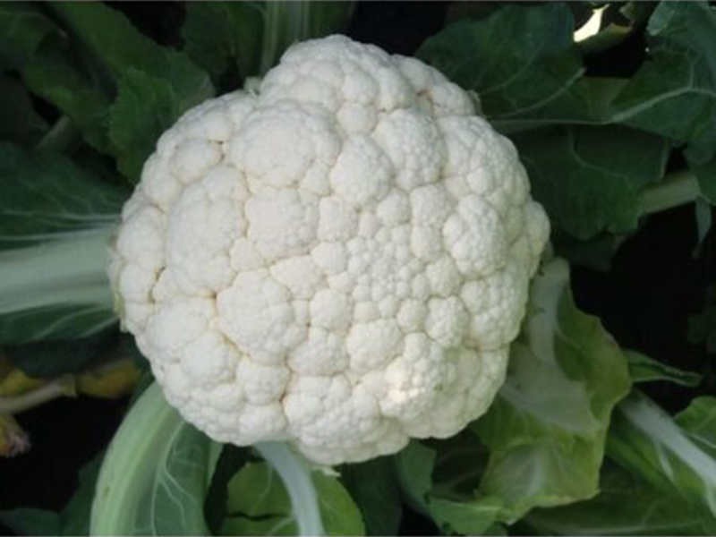 Karfiol Merton f1 2500s sakata