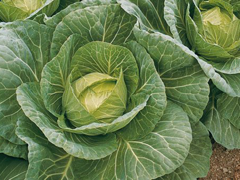 Kupus Weber F1 - rani - Slika 1