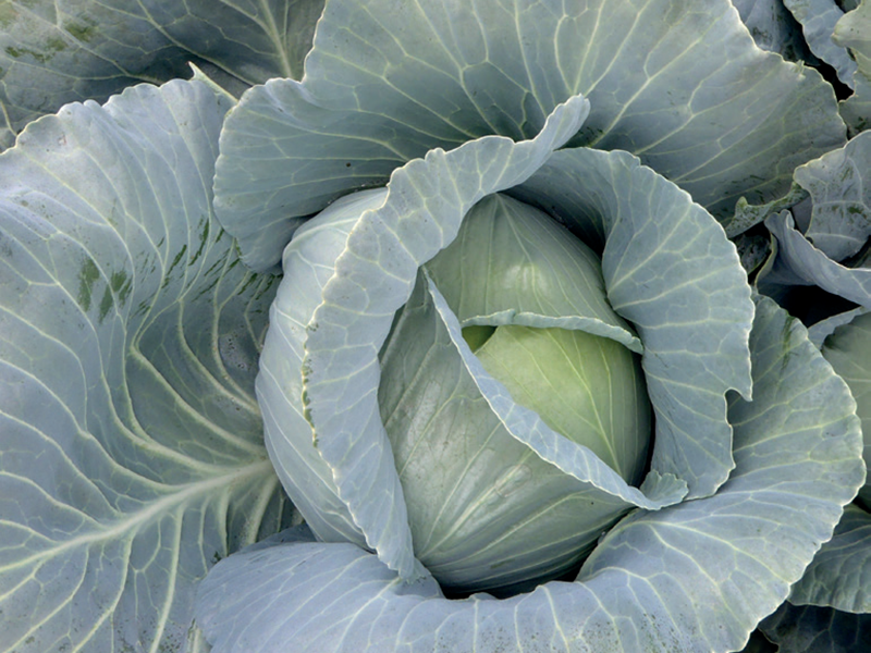 Kupus Hippo f1 2500s sakata