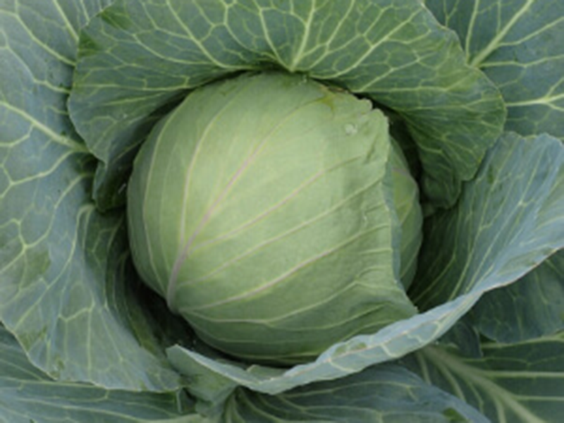 Kupus Power Slam f1 2500s sakata