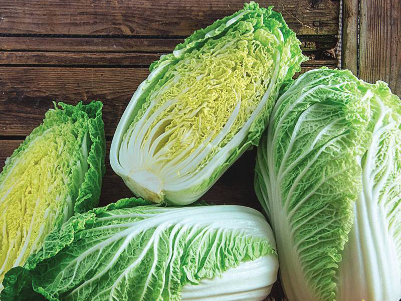 Kineski Kupus Yuki f1 2500s sakata