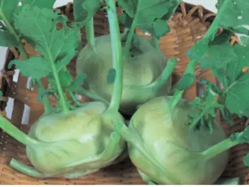 Keleraba Quickstar F1 - Slika 1