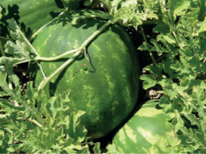 Lubenica Odissey F1 - Slika 1