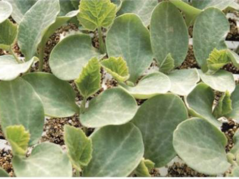 Podloga Routpower No3 f1 1000s sak