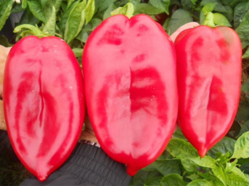 Paprika Kraljica f1 10000s hoya