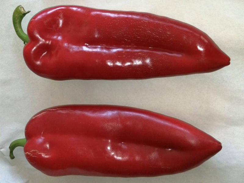 Paprika Sabljarka f1 10000s hoya