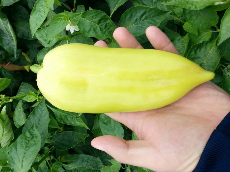 Paprika Salma  F1 500s hoya