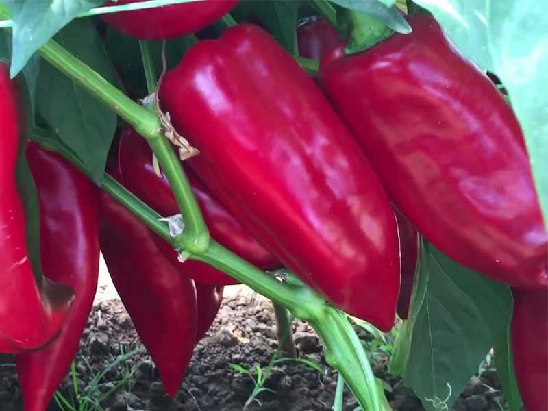 Paprika Lale F1 - kapija - Slika 1