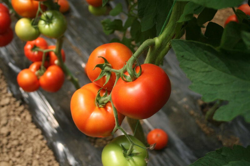 Paradajz Sahmat F1 - visoki - Slika 1