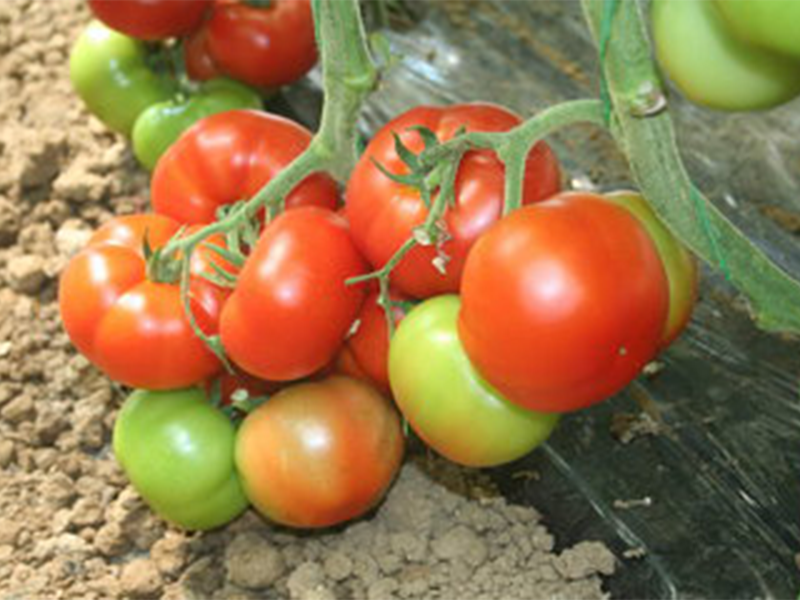 Paradajz Radames F1 - visoki - Slika 1