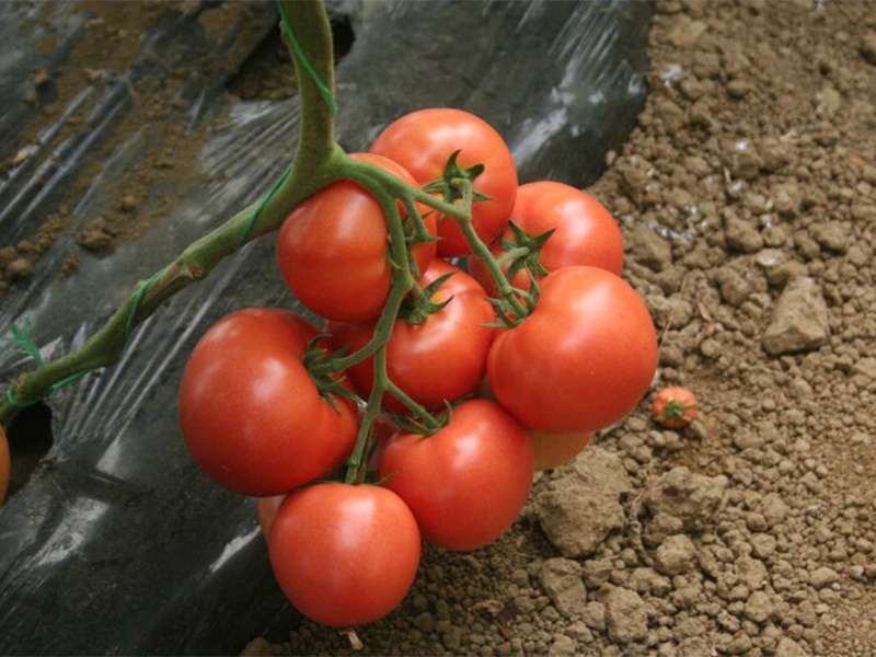 Paradajz Karanfil f1 250s hoya