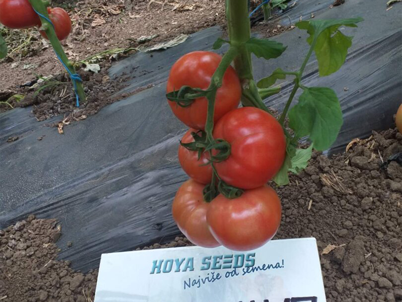 Paradajz Pink Wave f1 1000s hoya