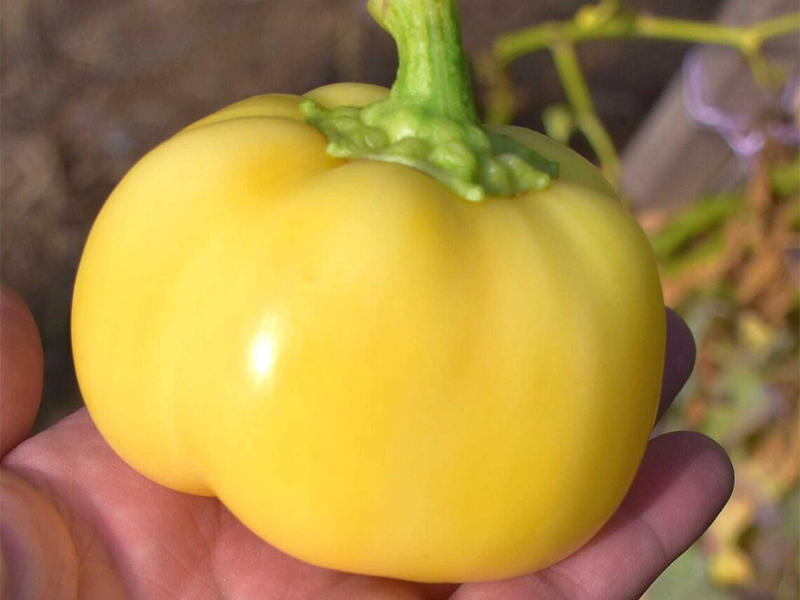 Paprika Ruza f1 10000s hoya