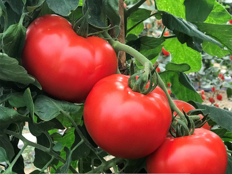 Paradajz Avatar f1 1000s hoya