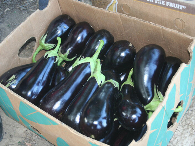 Plavi patlidzan Isabel F1 - Slika 1