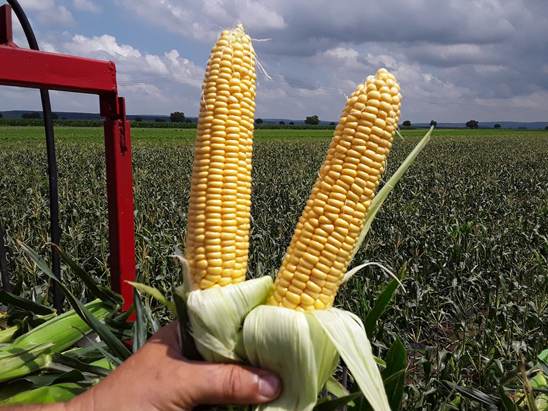 Kukuruz sec Sweet Nugget f1 5000s hoy