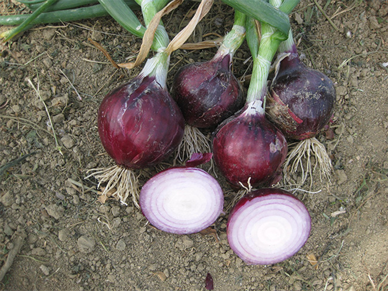 Luk Divinastar F1 - seme crveni - Slika 1