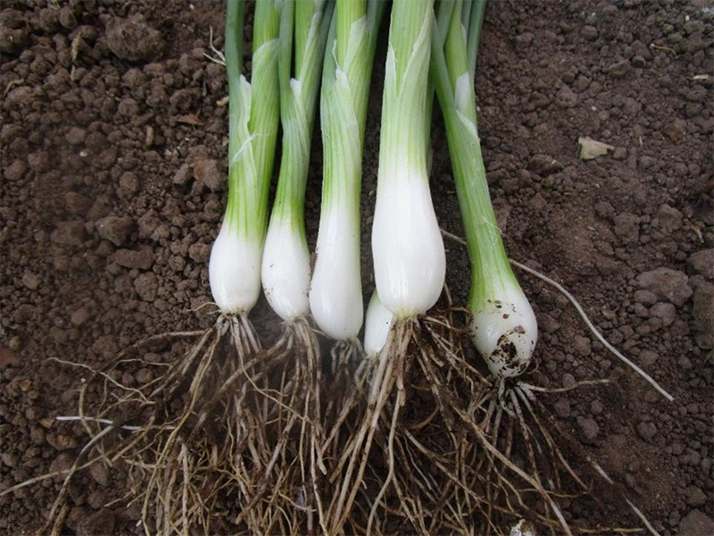 Luk za vezice Kimi f1 100000s hoya