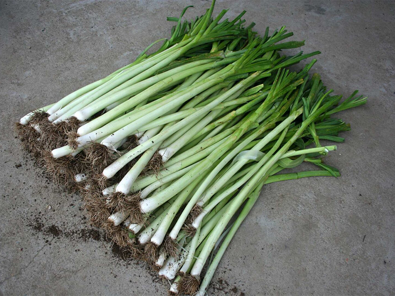 Praziluk Kamus f1 10000s hoya