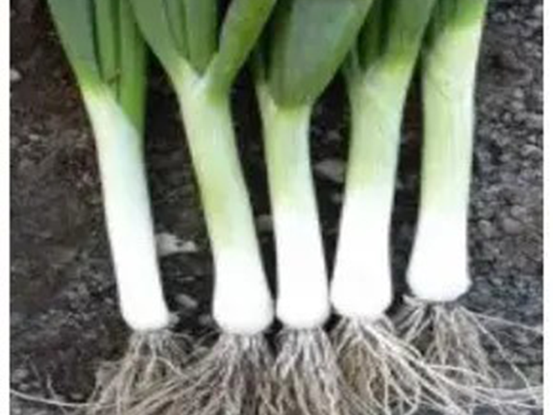 Praziluk Sofia f1 10000s hoya