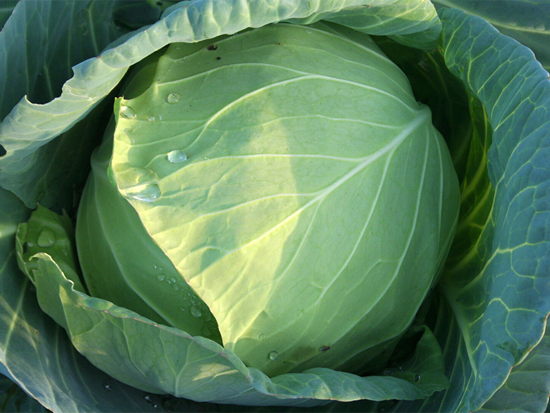 Kupus Ranger f1 2500s hoya