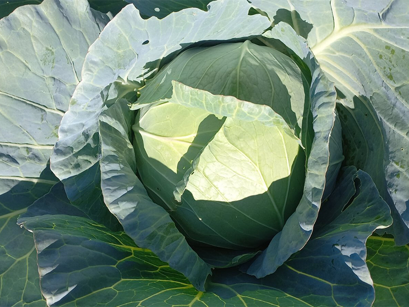 Kupus Karate f1 2500s hoya