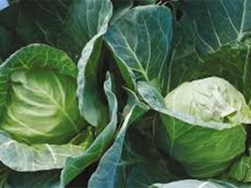 Kupus Sougetsu f1 2500s hoya