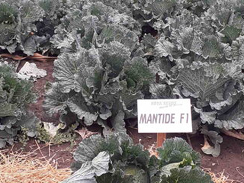 Kelj Mantide f1 2500s hoya