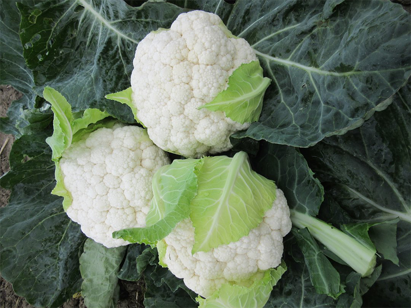 Karfiol Fiero f1 2500s hoya