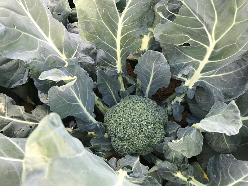 Brokoli Samoa f1 2500s hoya