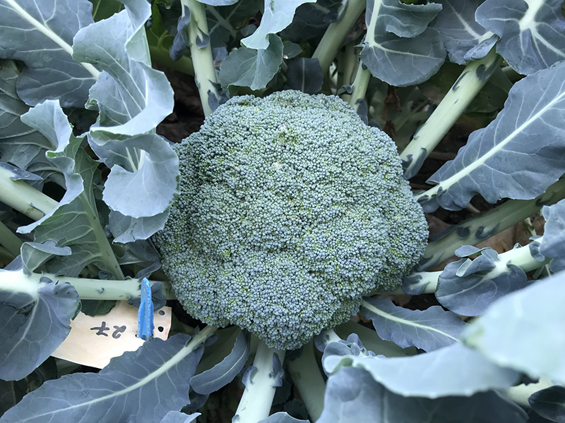 Brokoli Maori f1 2500s hoya